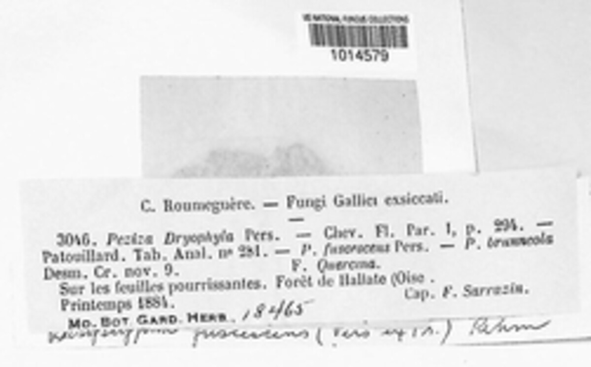 Peziza dryophila image